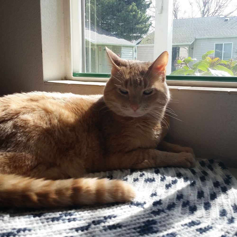 Meet your Posher, Debbie